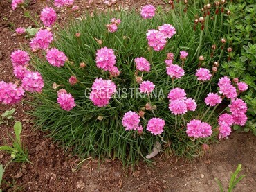 Армерия приморская Спленденс перфекта (Armeria maritima 'Splendens Perfecta')