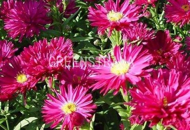 Астра новобельгийская Кримсон Брокейд (Aster novi-belgii 'Crimson Brocade')