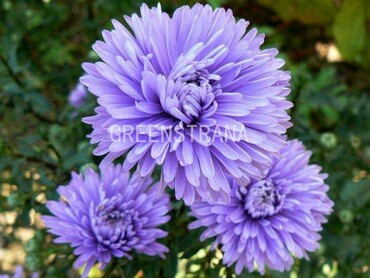 Астра новобельгийская Мари Баллард (Aster novi-belgii 'Marie Ballard')