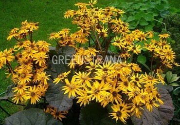 Бузульник зубчатый (Ligularia dentata)