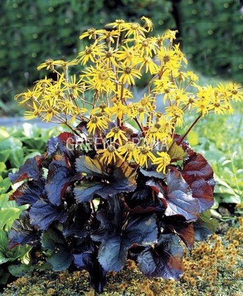 Бузульник зубчатый Миднайт Леди (Ligularia dentata 'Midnight Lady')