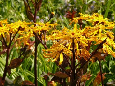 Бузульник зубчатый Отелло (Ligularia dentata 'Othello')