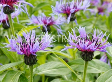 Василек горный (Centaurea montana)