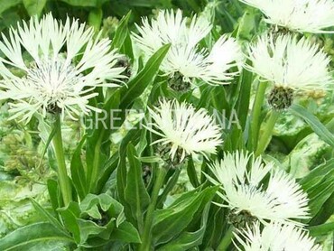 Василек горный Алба (Centaurea montana 'Alba')