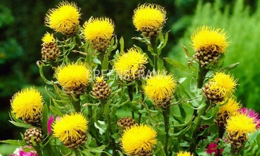 Василек крупноголовый (Centaurea macrocephala)