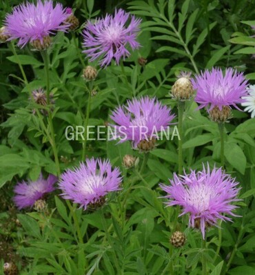 Василек подбеленный (Psephellus dealbatus)