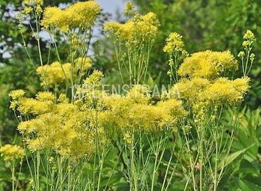 Василистник желтый (Thalictrum flavum)