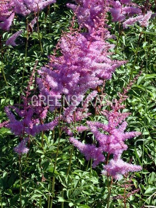 Василистник водосборнолистный Пурпуреум (Thalictrum aquilegiifolium 'Purpureum')