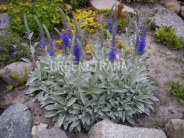 Вероника сизая (Veronica incana)