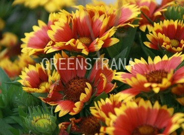 Гайлардия гибридная (Gaillardia x hybrida)