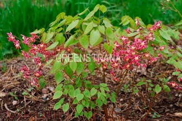 Горянка красная Рубрум (Epimedium x rubrum 'Rubrum')
