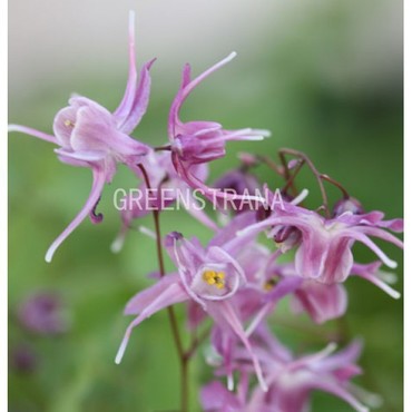 Горянка крупноцветковая Лилафи (Epimedium grandiflorum 'Lilafee')