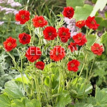 Гравилат чилийский Миссис Брэдшоу (Geum chiloense 'Mrs. J. Bradshaw')