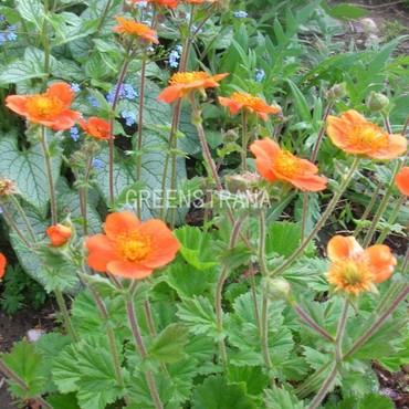 Гравилат ярко-красный Борисии (Geum coccineum 'Borisii')