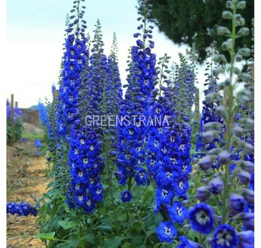 Дельфиниум гибридный Блю Донна (Delphinium x hybridum 'Blue Donna')