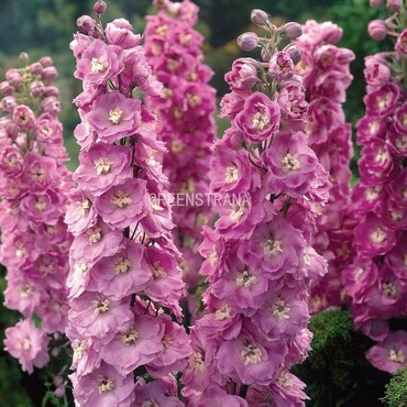 Дельфиниум гибридный Лайлак Пинк Би (Delphinium x hybridum 'Lilac Pink Bee')