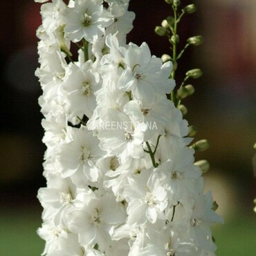 Дельфиниум гибридный Пьюр Вайт (Delphinium x hybridum 'Pure White')