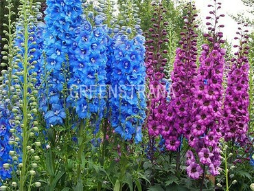 Дельфиниум гибридный (Delphinium x hybridum)