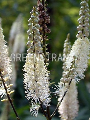 Клопогон кистевидный (Cimicifuga racemosa)