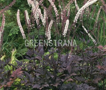 Клопогон обыкновенный Брюнетт (Cimicifuga simplex 'Brunette')