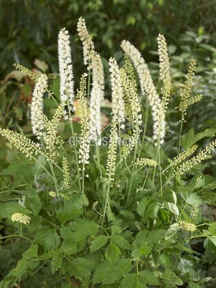 Клопогон обыкновенный Вайт Перл (Cimicifuga simplex 'White Pearl')