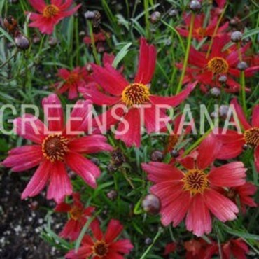 Кореопсис Лаймрок Дрим (Coreopsis 'Limerock Dream')