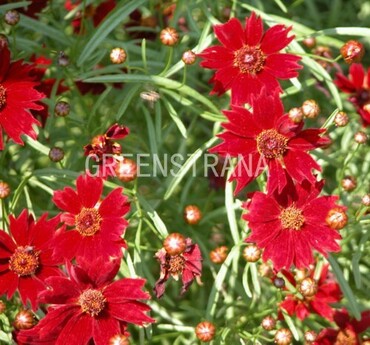 Кореопсис Руби Ред (Coreopsis 'Ruby Red')