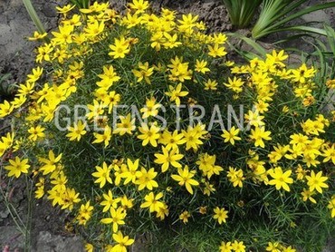 Кореопсис мутовчатый (Coreopsis verticillata)