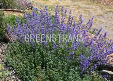 Котовник Фассена Сикс Хилс Джайант (Nepeta x faassenii 'Six Hills Giant')