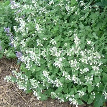 Котовник Фассена Сноуфлейк (Nepeta x faassenii 'Snowflake')