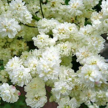 Лабазник обыкновенный Флоре Плено (Filipendula vulgaris 'Flore Pleno')