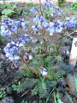 Синюха голубая (Polemonium caeruleum)