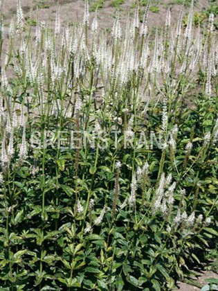 Эхинацея бледная Хула Дансер (Echinacea pallida 'Hula Dancer')
