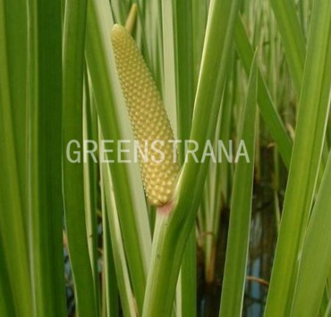 Аир болотный Вариегата (Acorus calamus 'Variegata')