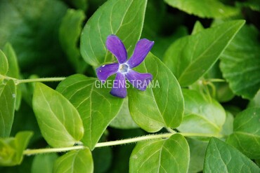 Барвинок большой Вариегата (Vinca major 'Variegata')
