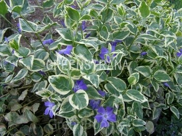 Барвинок малый Вариегата (Vinca minor 'Variegata')
