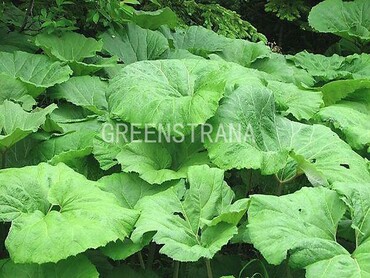 Белокопытник широкий (Petasites amplus)