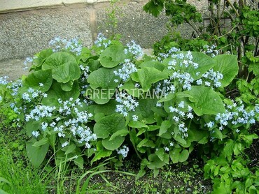 Бруннера сибирская (Brunnera sibirica)