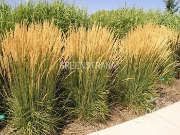 Вейник остроцветковый Карл Форстер (Calamagrostis x acutiflora 'Karl Foerster')
