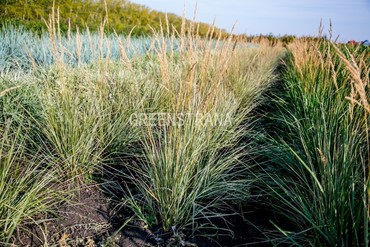 Вейник остроцветковый Овердам (Calamagrostis x acutiflora 'Overdam')