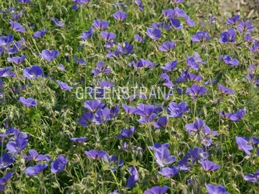 Герань Орион (Geranium 'Orion')
