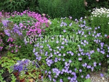 Герань Розанна (Geranium 'Rozanne')
