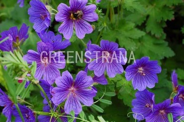 Герань великолепная Роузмур (Geranium x magnificum 'Rosemoore')