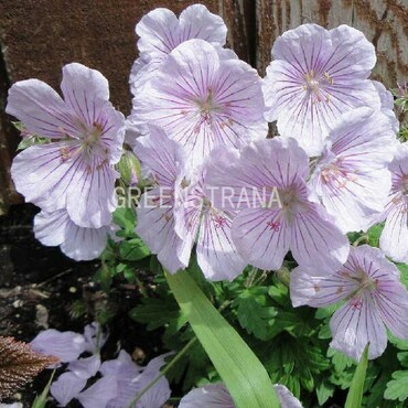 Герань гималайская Деррик Кук (Geranium himalayense 'Derrick Cook')