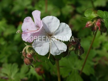 Герань кантабрийская Сент Ола (Geranium x cantabrigiense 'Saint Ola')