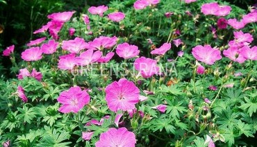 Герань кроваво-красная (Geranium sanguineum)