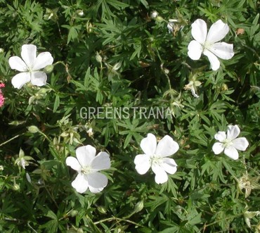 Герань кроваво-красная Альбум (Geranium sanguineum 'Album')