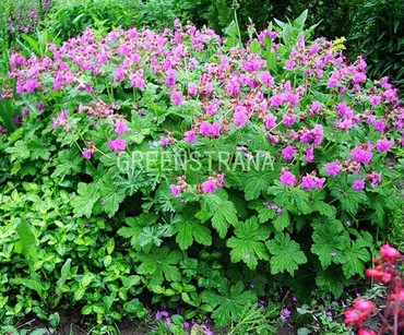 Герань крупнокорневищная (Geranium macrorrhizum)