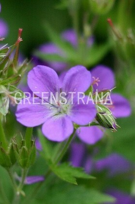 Герань лесная Мэйфлауэр (Geranium sylvaticum 'Mayflower')