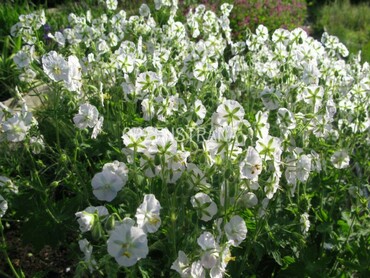 Герань темная Альба (Geranium phaeum 'Alba')